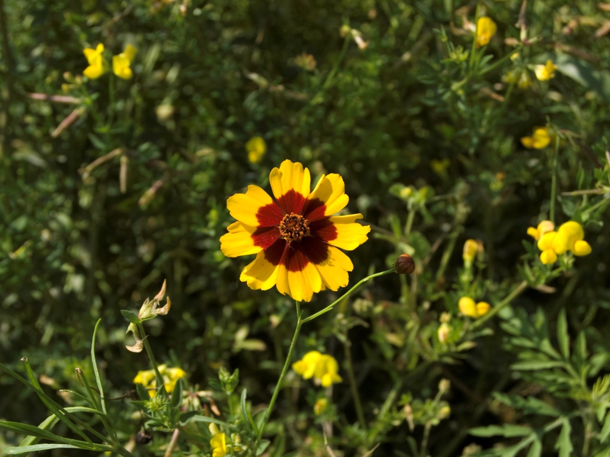 Plains coreopsis