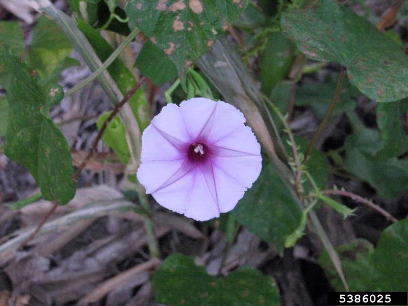 Purple morningglory