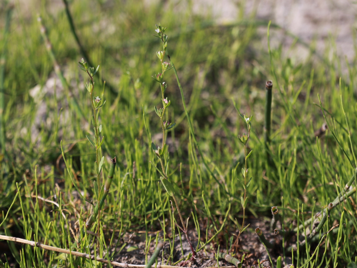 Purslane speedwell