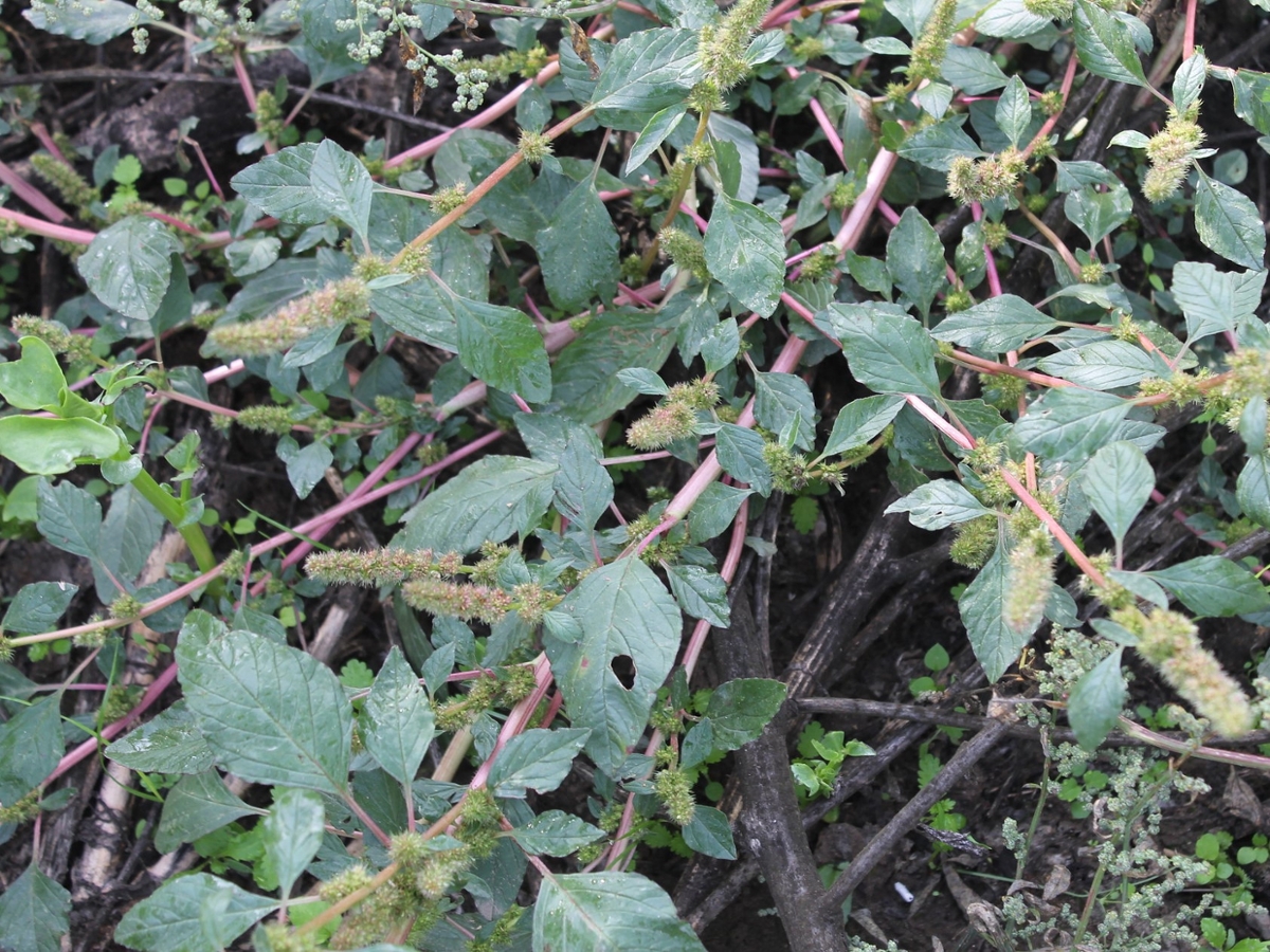 Smooth amaranth