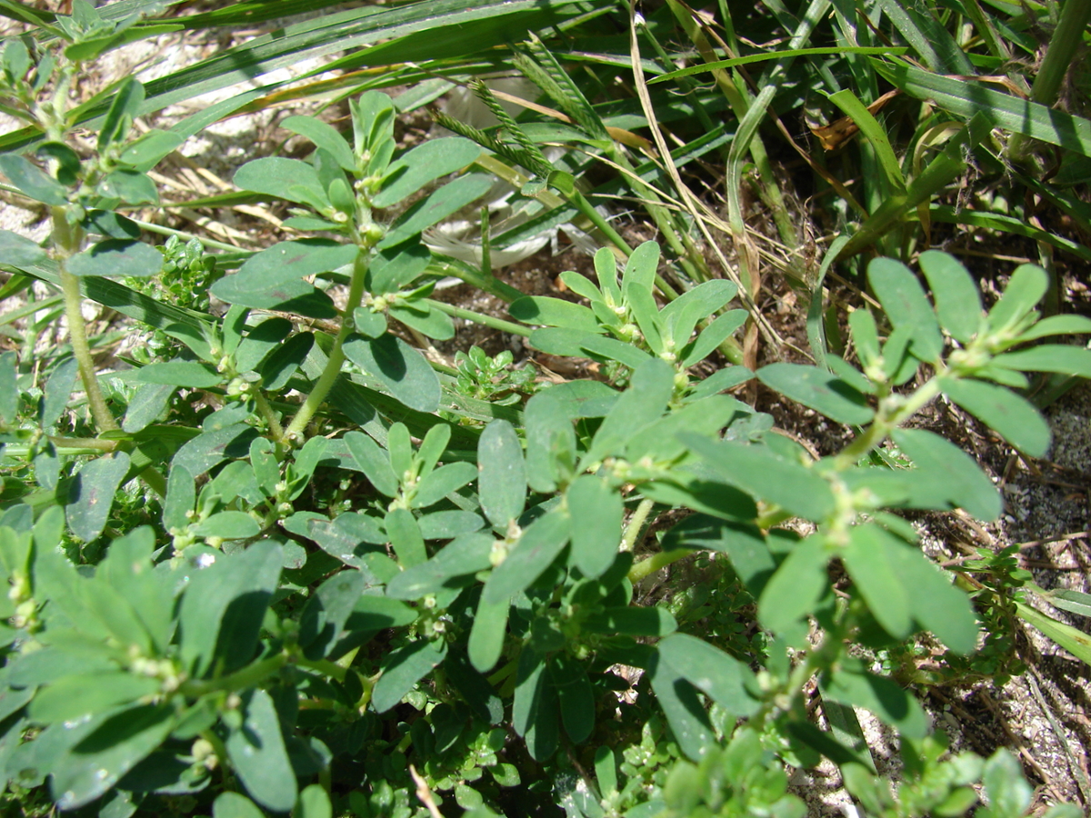 Spotted spurge