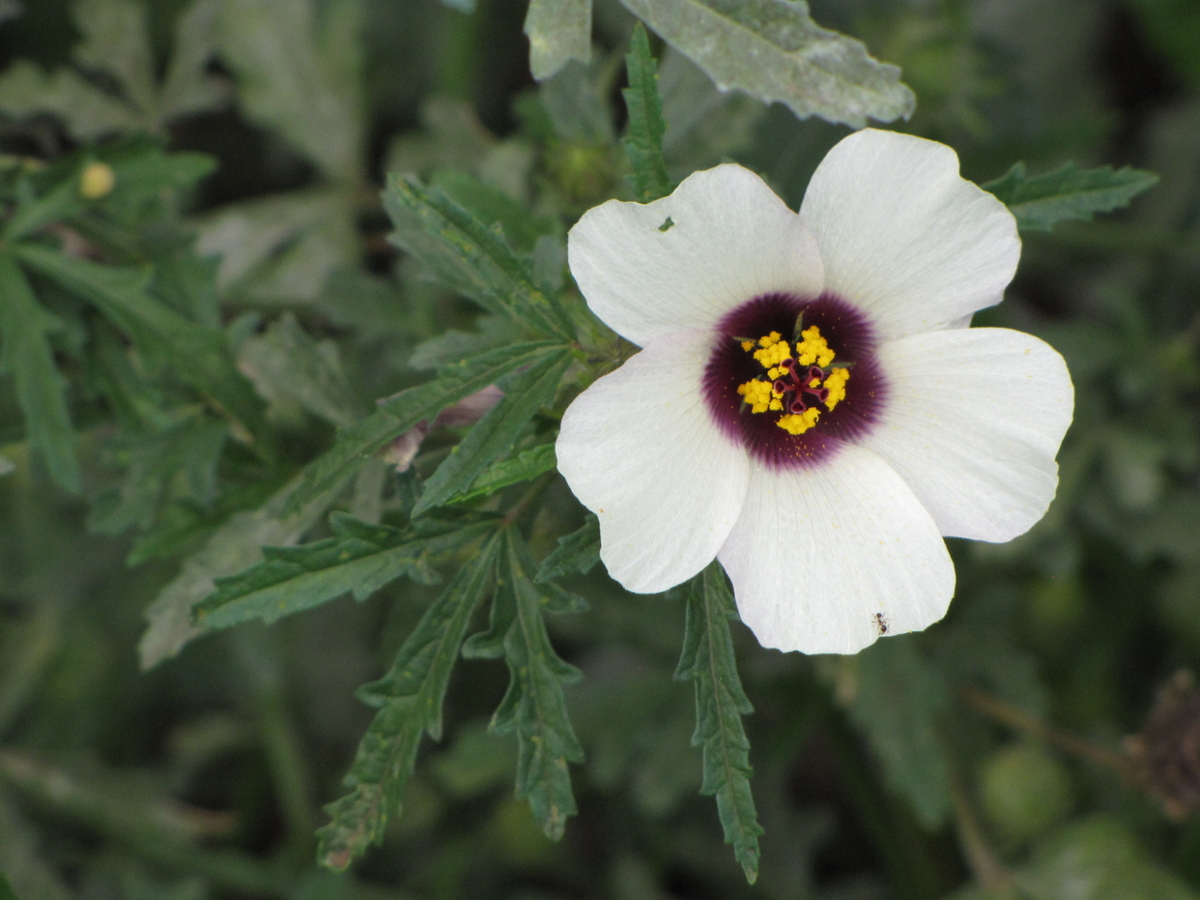 Venice mallow