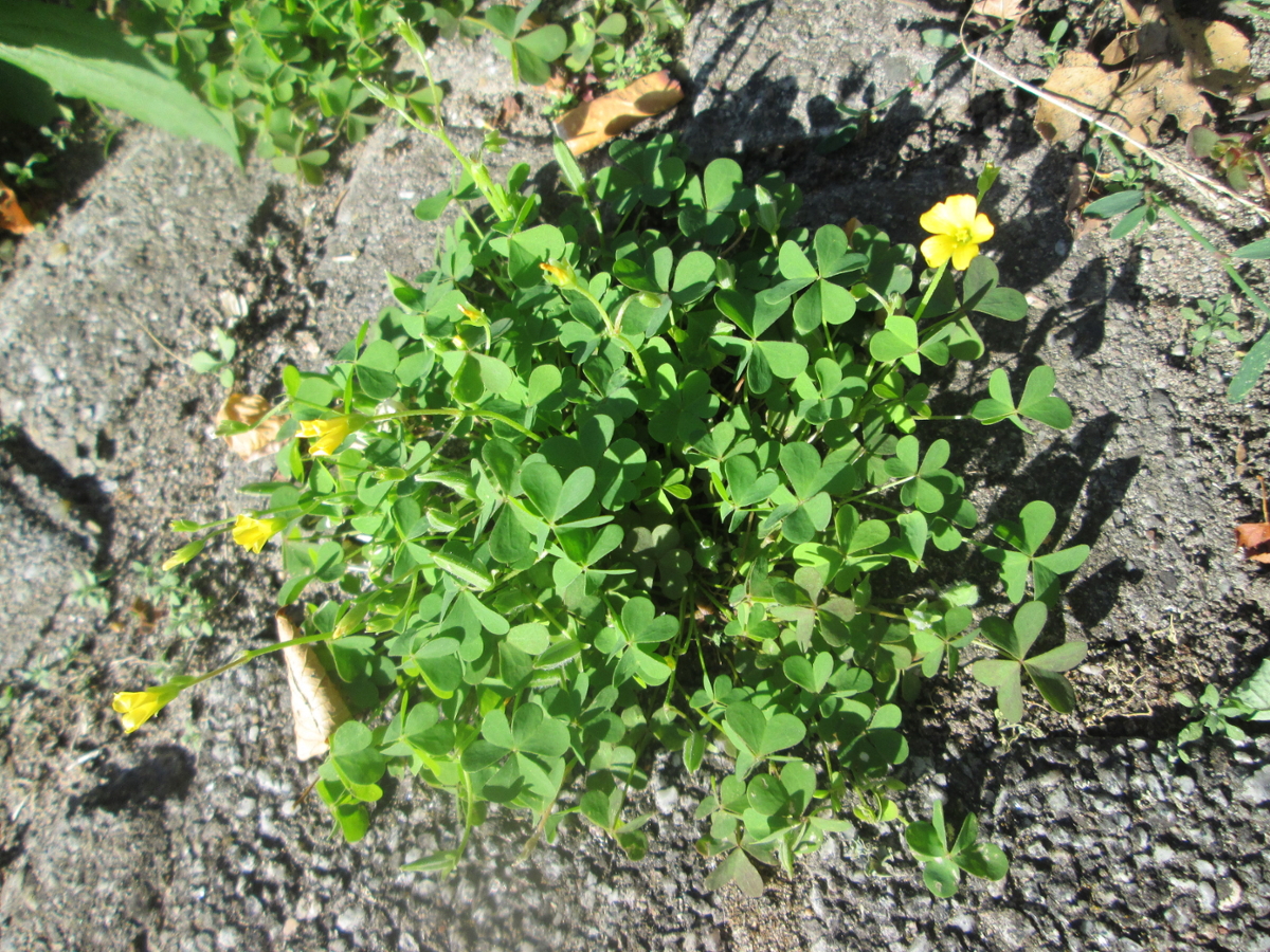 Yellow woodsorrel