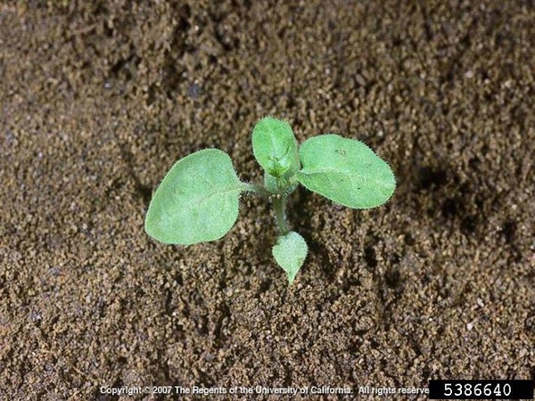 American black nightshade seedling