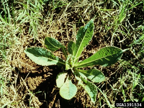 Annual sowthistle seedling