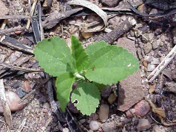 Arrowleaf sida seedling