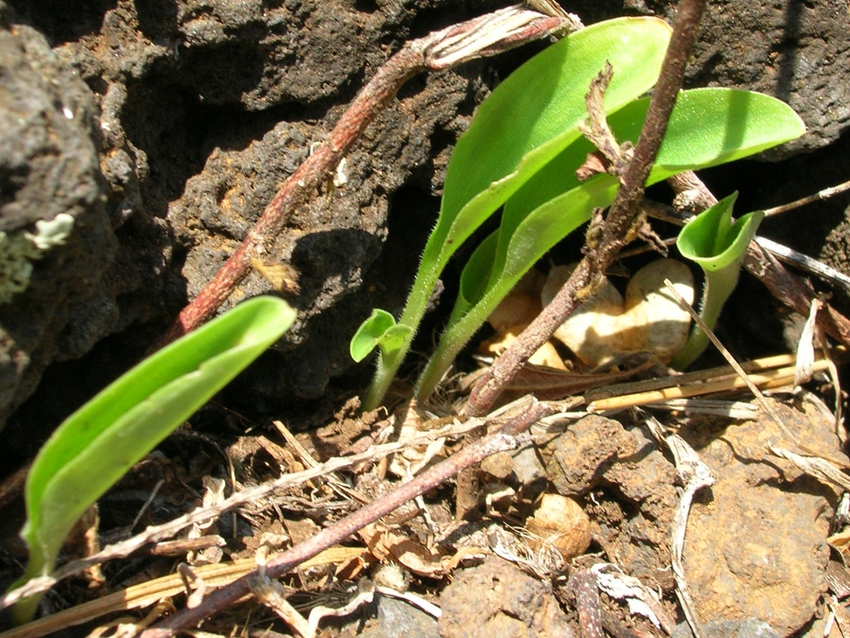 Benghal dayflower seedling