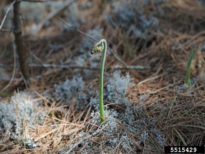 Brackenfern fiddlehead