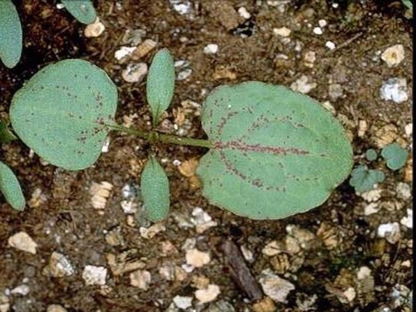 Broadleaf dock seedling