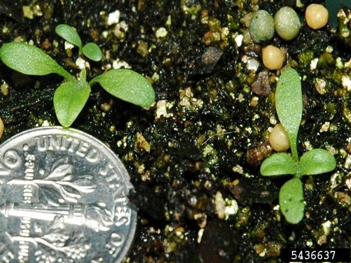 Broadleaf plantain seedling