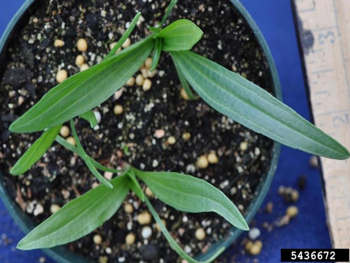 Buckhorn plantain seedling