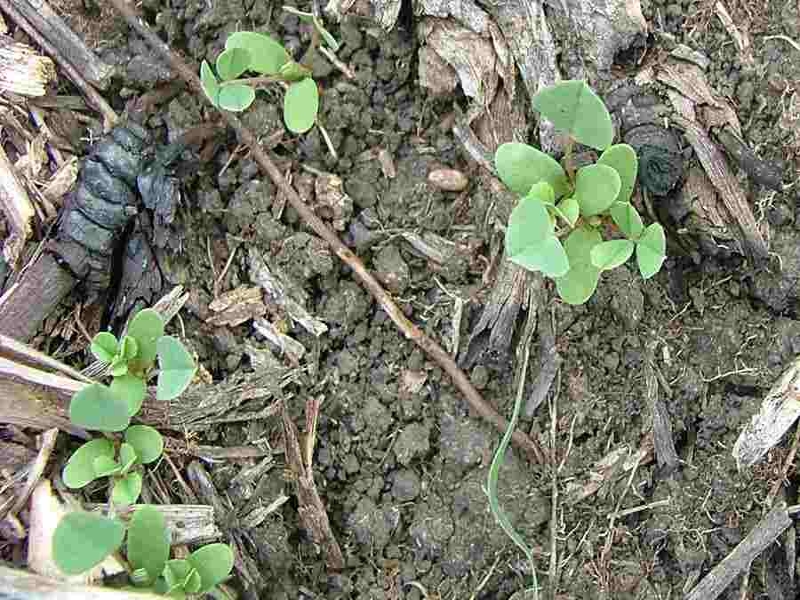 Bur clover seedling