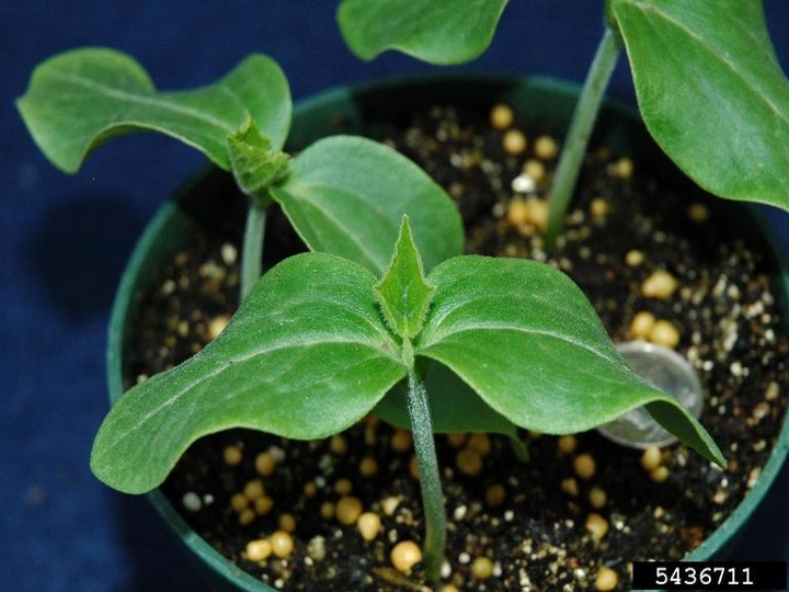 Bur cucumber seedling