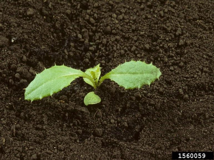 Canada thistle seedling