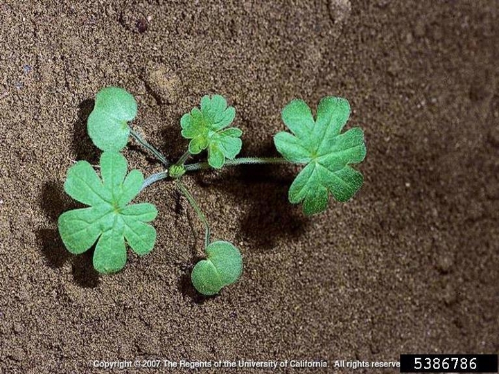 Carolina geranium seedling