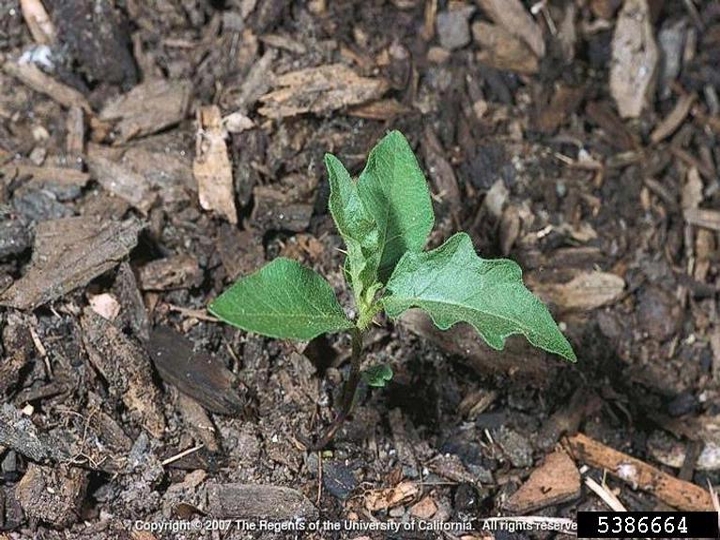 Carolina horsenettle seedling