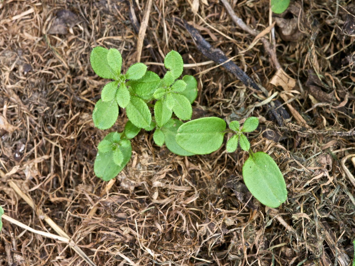 Catchweed bedstraw seedling