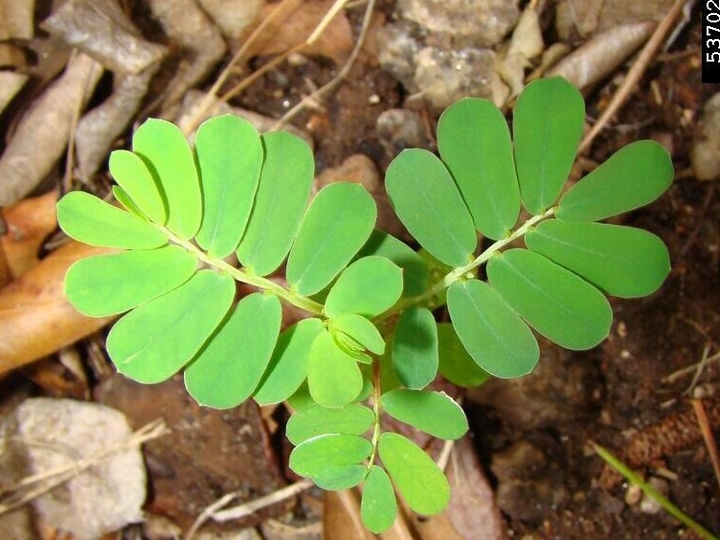 Chamberbitter seedling