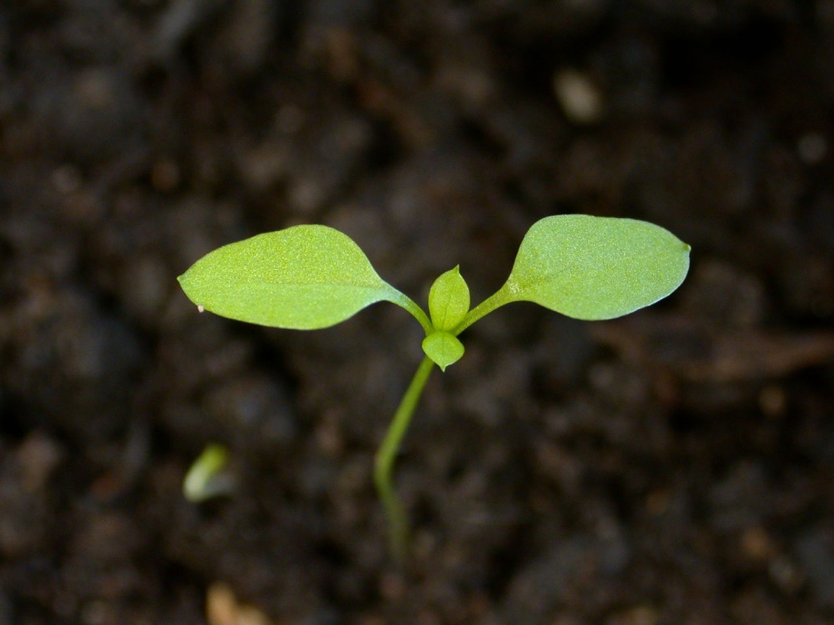 Chickweed seedling