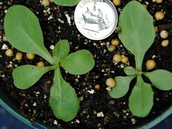Chicory seedling