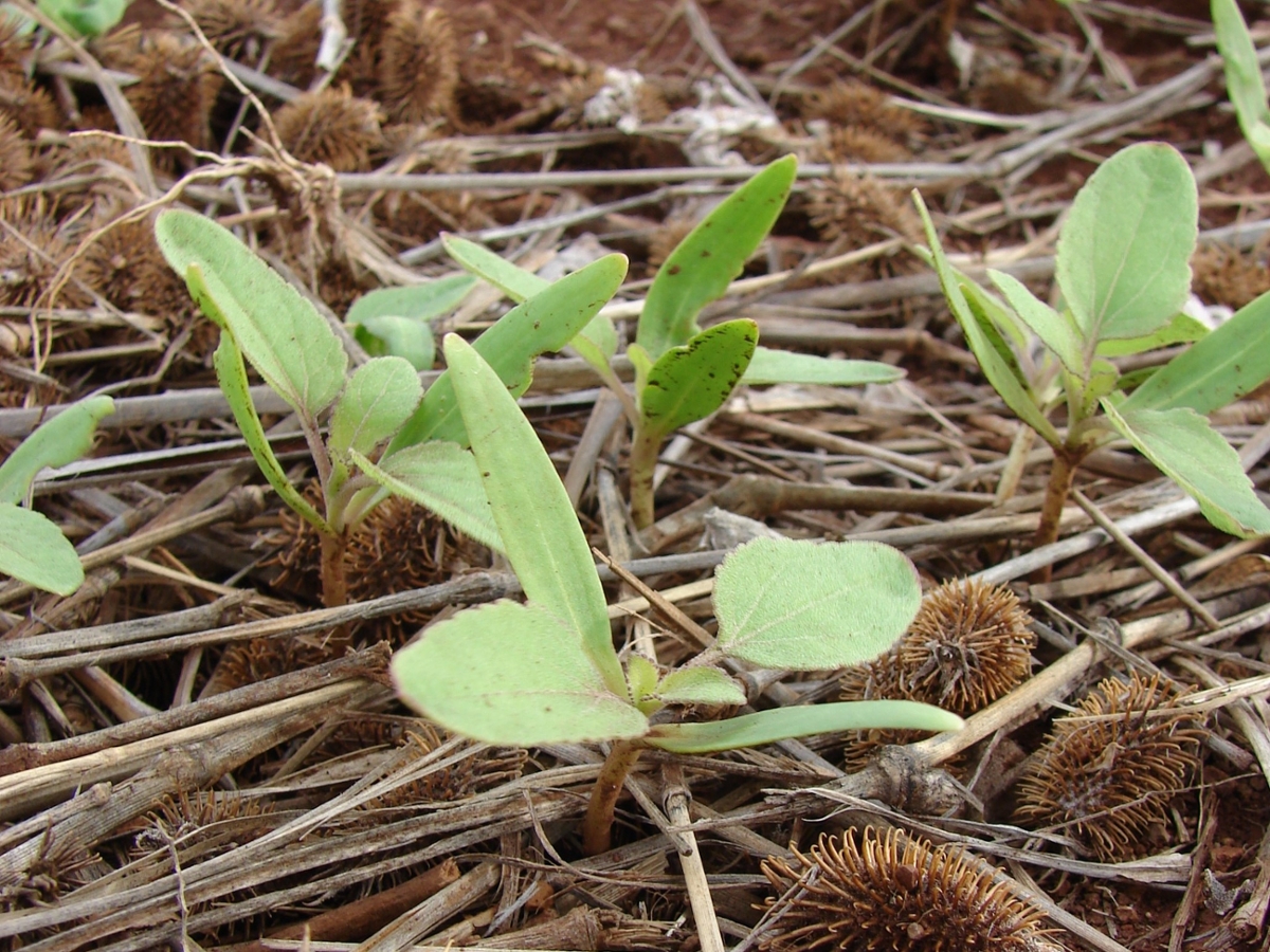 Cocklebur seedling