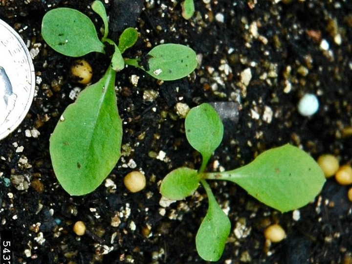 Common dandelion seedling