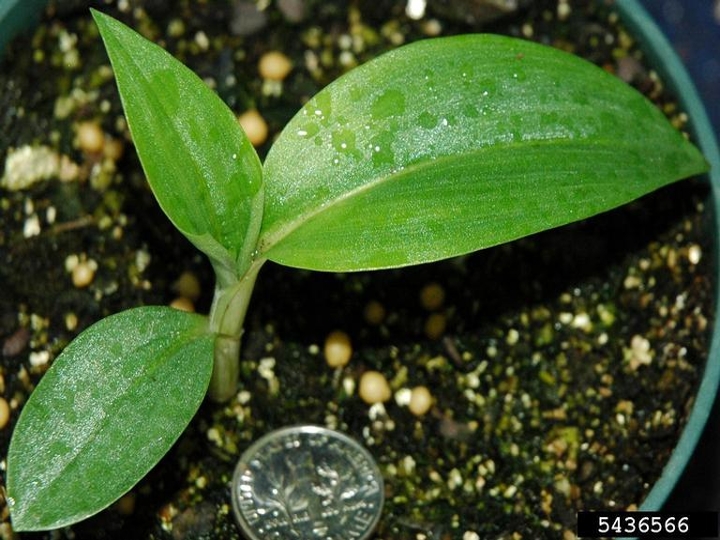 Common dayflower seedling