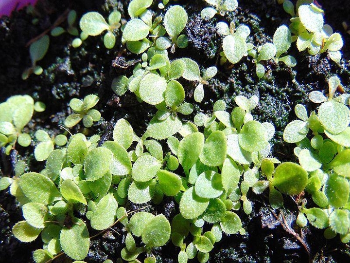 Common fleabane seedling