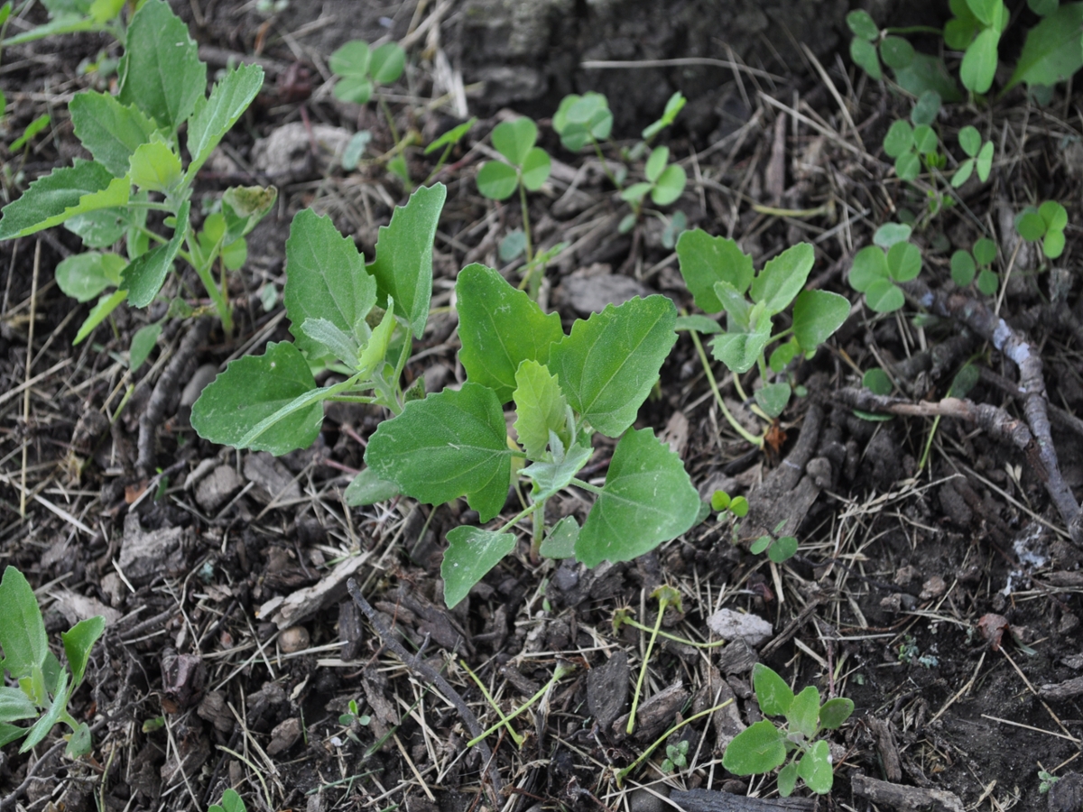 Common lambsquarters seedling