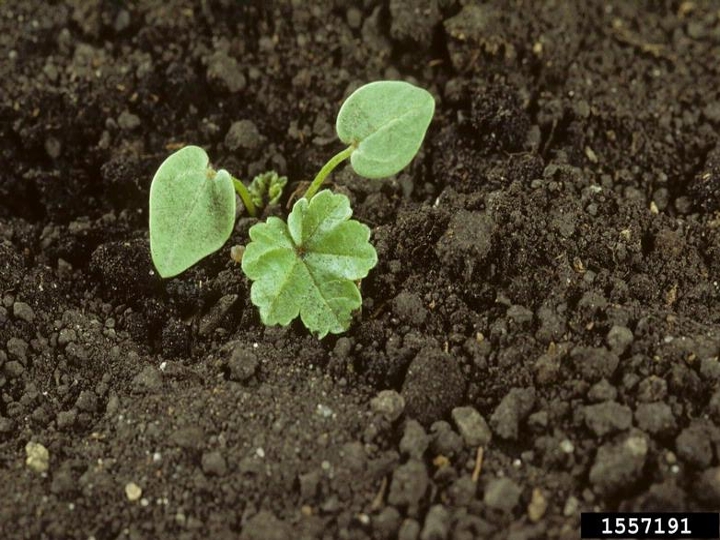 Common mallow seedling