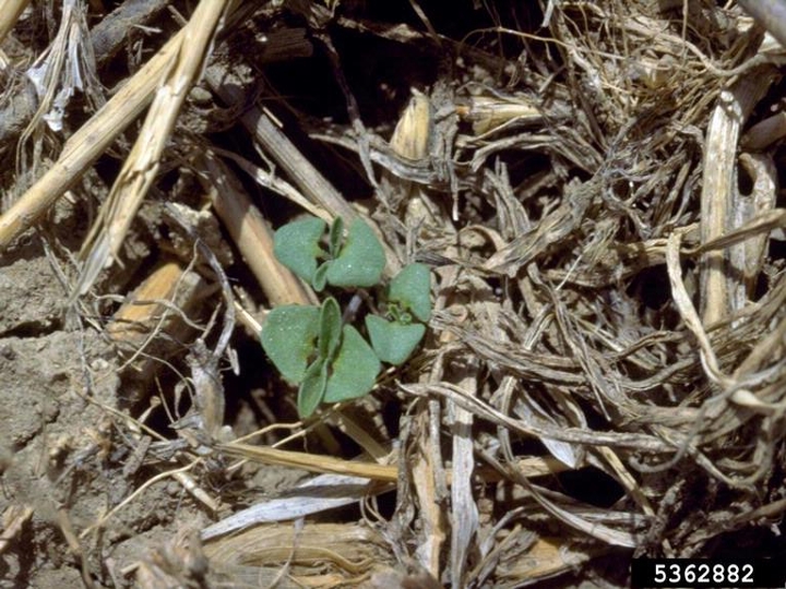 Common milkweed seedling