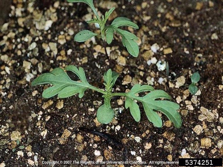 Common ragweed seedling