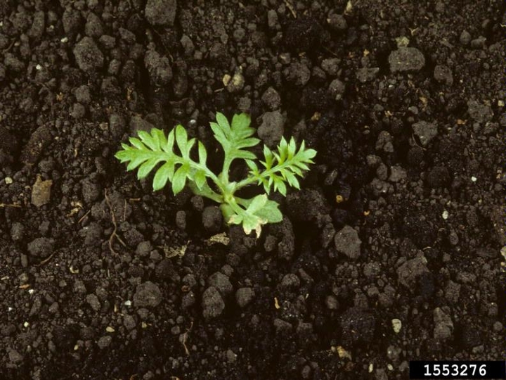 Common yarrow seedling