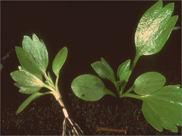 Corn buttercup seedling