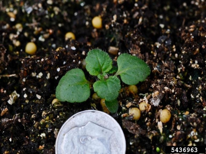 Corn speedwell seedling