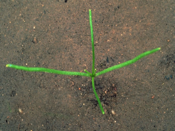 Corn spurry seedling