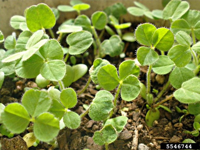 Crimson clover seedling