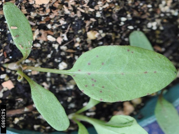 Curly dock seedling