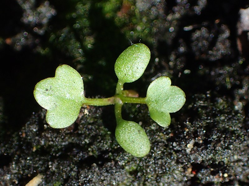 Cursed buttercup seedling