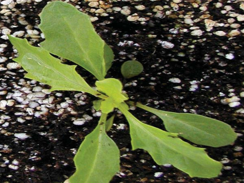 Cutleaf evening primrose seedling