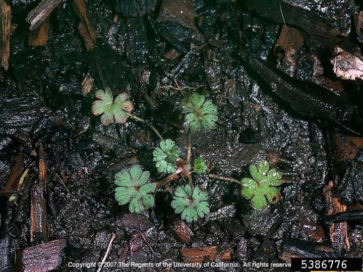 Cutleaf geranium seedling