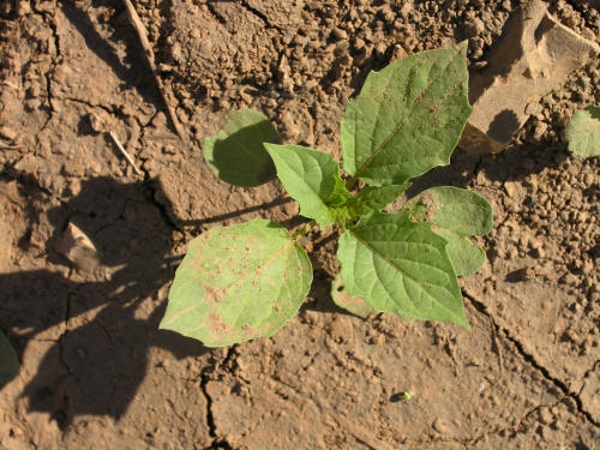 Cutleaf groundcherry seedling