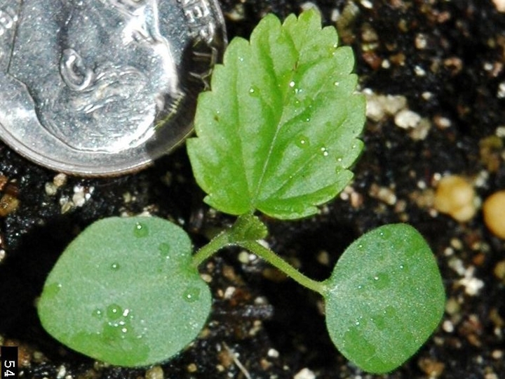 Eastern black nightshade seedling