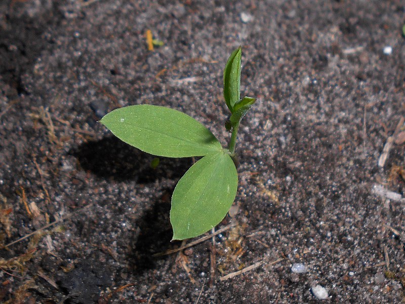 Everlasting peavine seedling