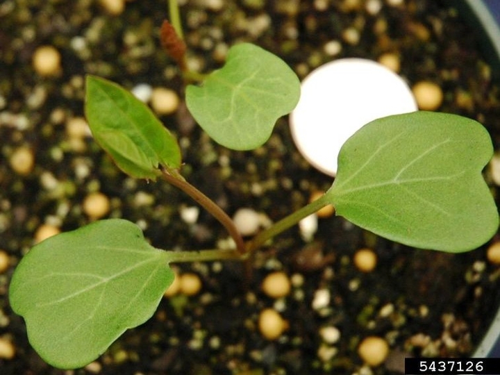 Field bindweed seedling