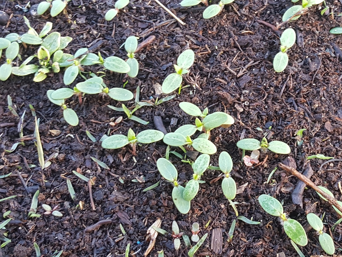 Florida pusley seedlings