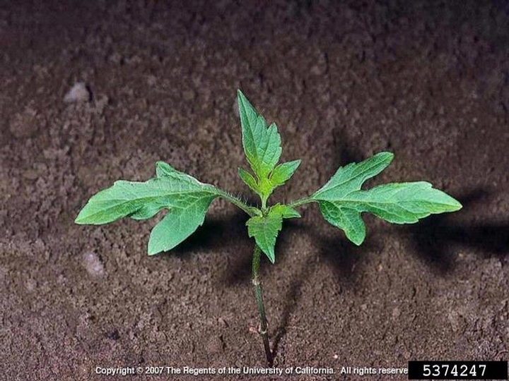 Giant ragweed seedling