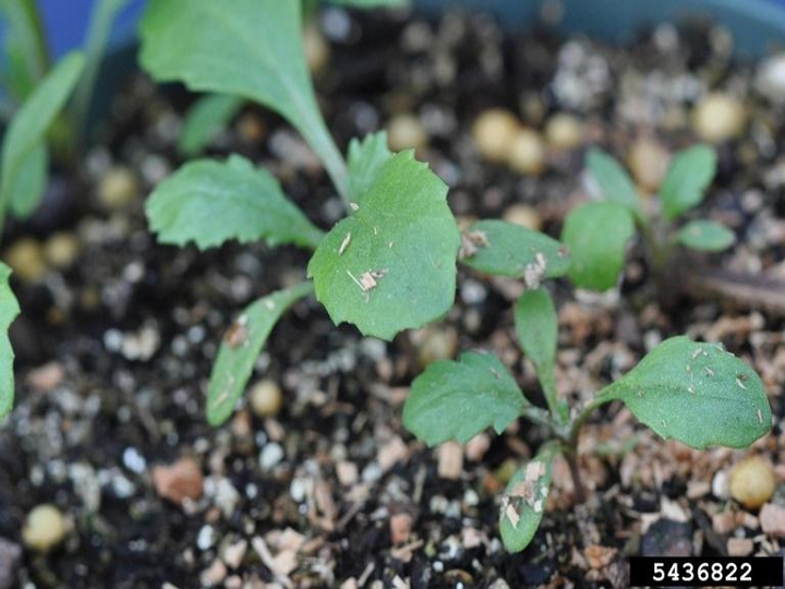 Groundsel seedling