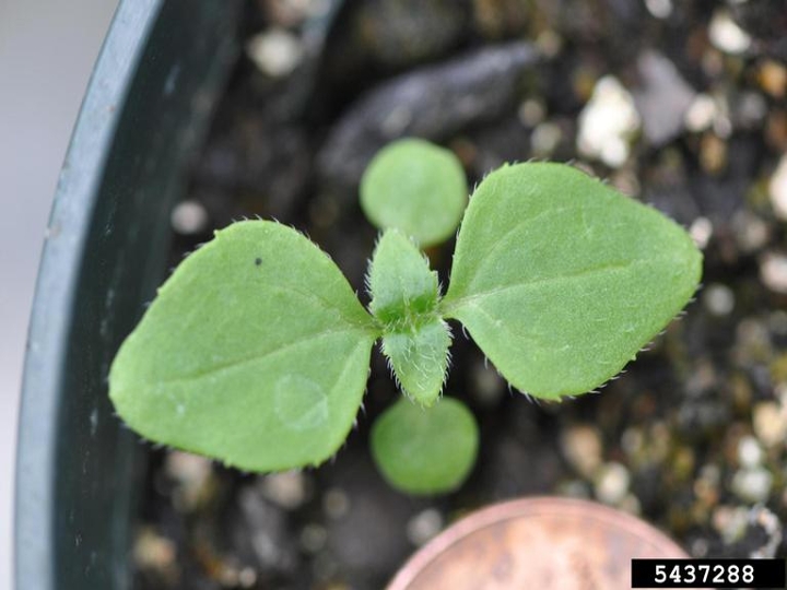 Hairy galinsoga seedling