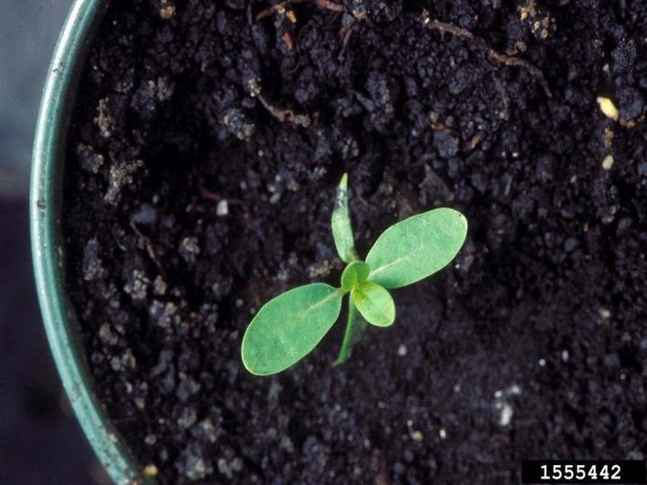 Hemp dogbane seedling